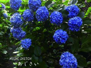 紫陽花 <br>更新日：2016年6月更新の画像